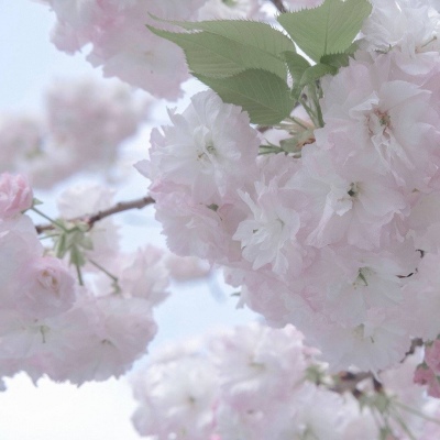 兽设物种设计灵感Furry群